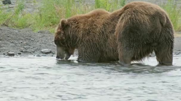 Urso Pardo Grande Comendo Salmão Pego Kamchatka Rússia — Vídeo de Stock