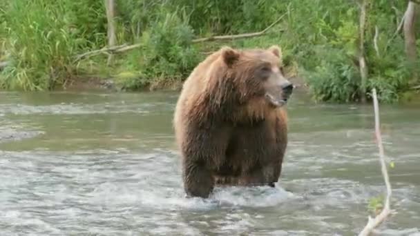 Ψάρια Μεγάλης Καφέ Αρκούδας Στο Ποτάμι — Αρχείο Βίντεο