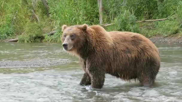 Grande Urso Pardo Caça Para Salmão Rio Kamchatka Rússia — Vídeo de Stock