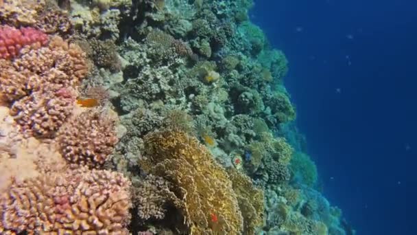 在埃及红海 许多小红鱼在珊瑚中游来游去 — 图库视频影像