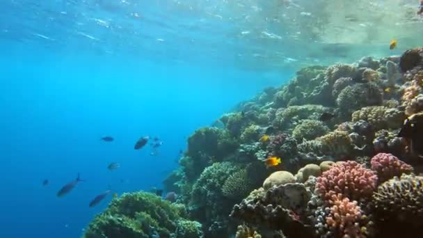 Muitos Peixes Nadam Entre Corais Mar Vermelho Egito — Vídeo de Stock