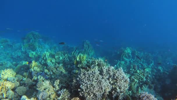 Muchos Peces Nadan Entre Corales Mar Rojo Egipto — Vídeo de stock