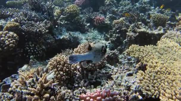 埃及红海的黑斑鱼或狗脸淡水鱼 Arothron Nigropunctatus — 图库视频影像