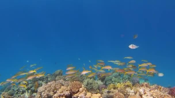 Πολλά Ψάρια Κολυμπούν Ανάμεσα Κοράλλια Στην Ερυθρά Θάλασσα Στην Αίγυπτο — Αρχείο Βίντεο