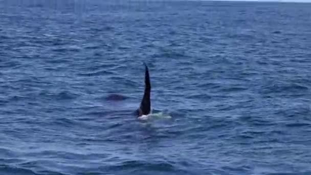 Killer Whale Pacific Ocean — Stok Video