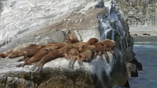 Bir Grup Altın Sarısı Deniz Aslanı Kamçatka Rusya Kenarında Kayaların — Stok video