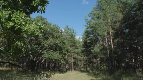 Пейзаж Галявиною Літньому Лісі — стокове відео