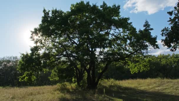 Ήλιος Λάμπει Μέσα Από Κλαδιά Μιας Μεγάλης Βελανιδιάς Καλοκαίρι — Αρχείο Βίντεο