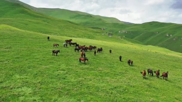 Vista Aérea Rebanho Cavalos Que Pastam Prado Declive Verão — Vídeo de Stock