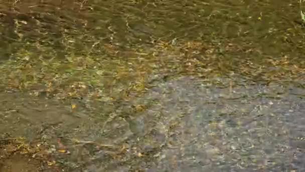 Água Corrente Limpa Fundo Rio Montanha Outono — Vídeo de Stock