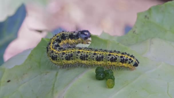 キャタピラークローズアップキャベツの葉を食べる — ストック動画