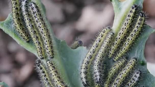 多くの毛虫がキャベツの葉を食べ 4Kをタイムラプス — ストック動画