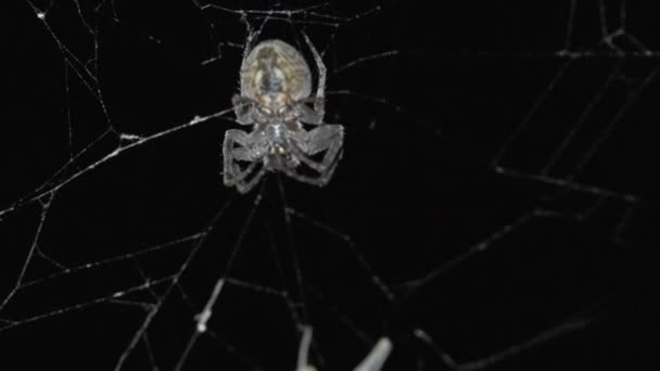 Spider Caza Web Por Noche Comer Presa Cámara Lenta — Vídeos de Stock