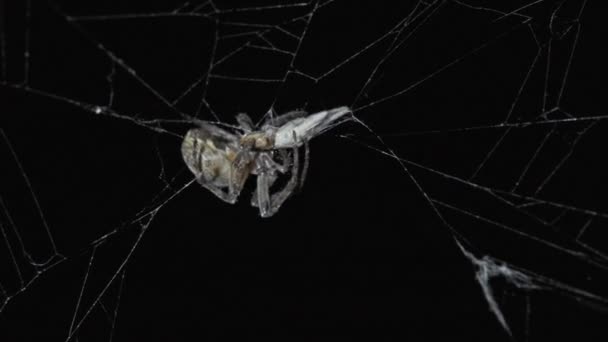 Araña Sentado Web Por Noche Comer Presa — Vídeos de Stock