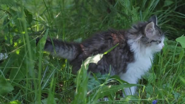 夏の緑の草の中のシベリアの長い毛の子猫 — ストック動画