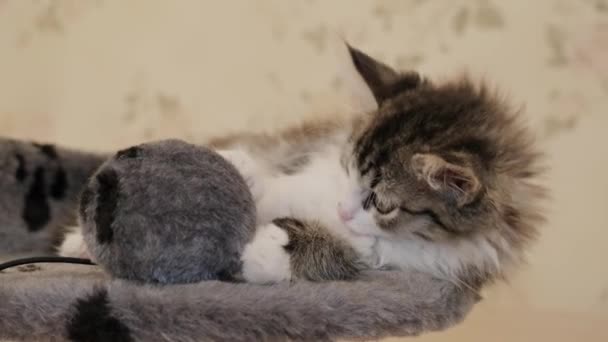 Muito Siberiano Longhaired Gatinho Está Deitado Cama — Vídeo de Stock