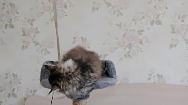 Engraçado Siberiano Longhaired Gatinho Jogando Torre Para Gatos Fundo Branco — Vídeo de Stock