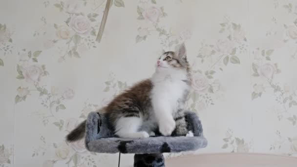 Rolig Sibirien Långhårig Kattunge Leker Tornet För Katter Vit Bakgrund — Stockvideo