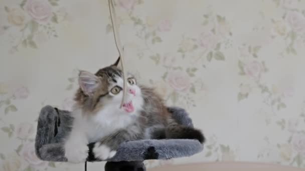 Rolig Sibirien Långhårig Kattunge Leker Tornet För Katter Vit Bakgrund — Stockvideo