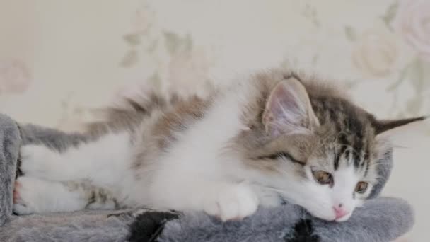 かなりシベリアの長い毛の子猫はベッドの上に横たわっています — ストック動画