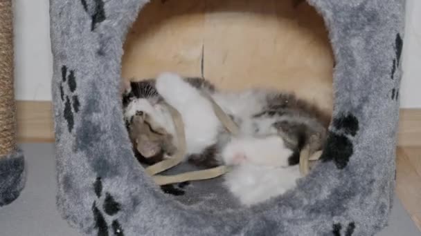 猫のための塔で遊ぶ面白いシベリアの長い髪の子猫 白い背景 — ストック動画