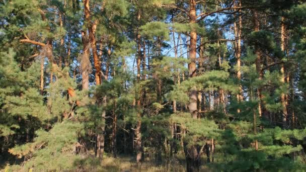 Пейзаж Летним Сосновым Лесом России — стоковое видео