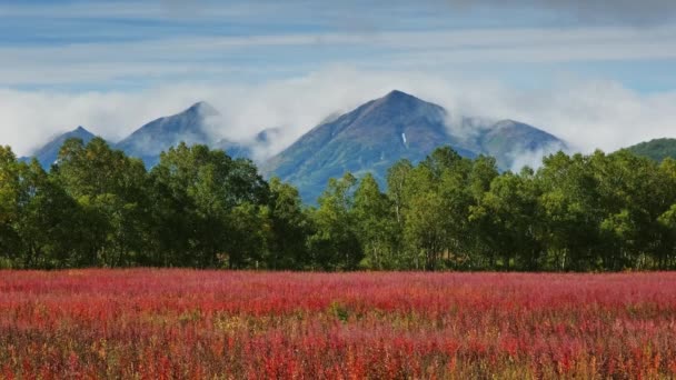 Paisaje Con Flores Flor Iván Sauce Hierba Península Kamchatka — Vídeo de stock