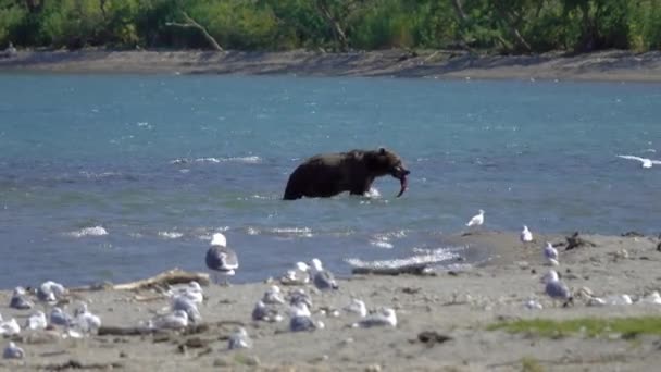 Urso Castanho Pesca Com Salmão Caminhando Rio — Vídeo de Stock