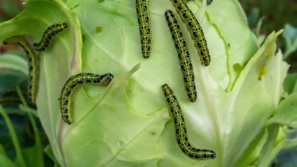 Lot Caterpillars Close Eat Leaves Cabbage Zoom Out Timelapse — Stock Video