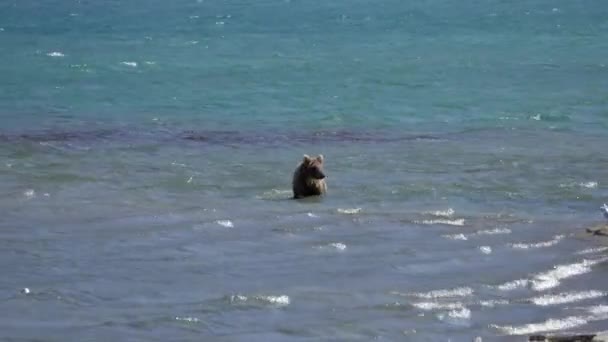 Brown Bear Hunts Salmon Jumps Water Kamchatka Russia — Stock Video