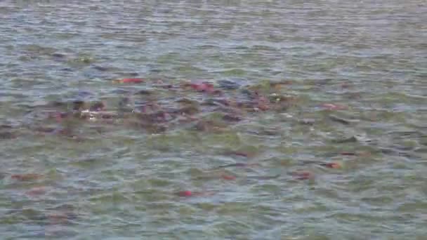 Splashing Deposizione Delle Uova Salmone Sockeye Oncorhynchus Nerka Nel Fiume — Video Stock