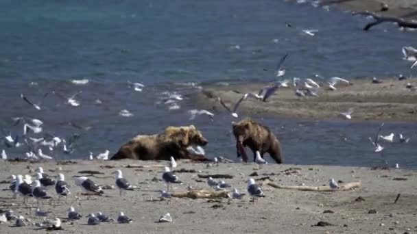 Медведи Чайки Озере Курил Камчатка — стоковое видео