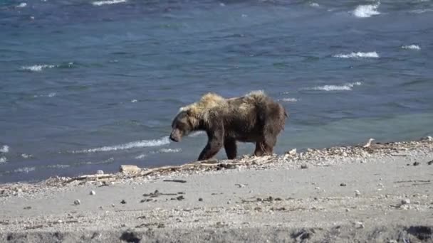 Καφέ Αρκούδα Στη Λίμνη Ακτή Χερσόνησος Kamchatka Ρωσία — Αρχείο Βίντεο