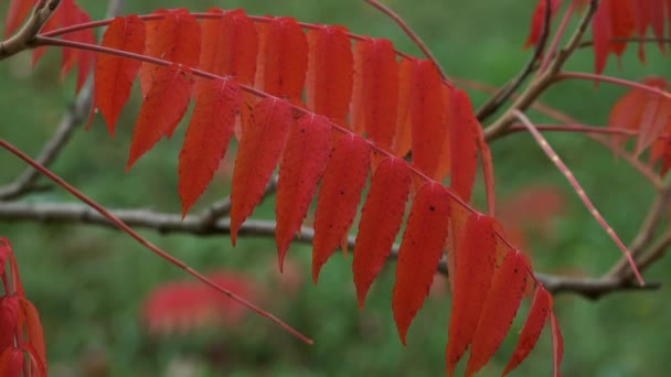 Hojas Rowan Rojo Primer Plano Otoño — Vídeo de stock