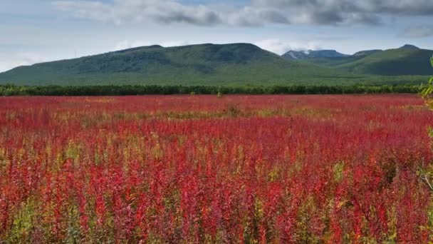 Paesaggio Con Fiori Fiore Ivan Willow Erba Sulla Penisola Kamchatka — Video Stock