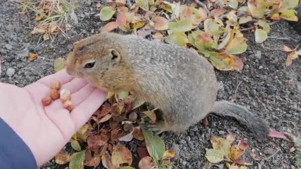 American Gopher Spermophilus Parryi Animal Comiendo Nueces Una Mano — Vídeos de Stock