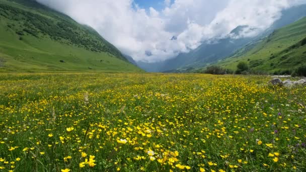 Paisaje Con Prado Flores Silvestres Montañas Del Cáucaso — Vídeos de Stock