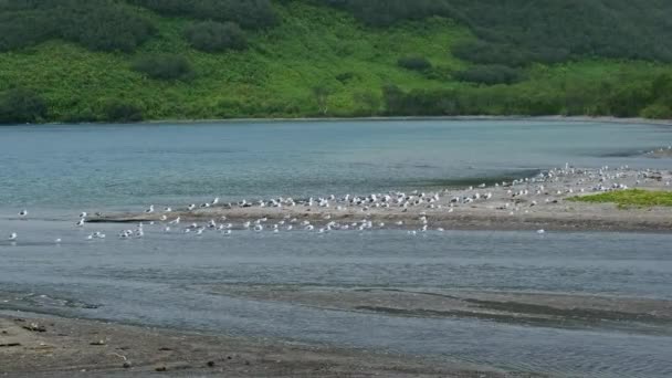 Paisaje Con Lago Kuril Gaviotas Península Kamchatka Rusia — Vídeos de Stock