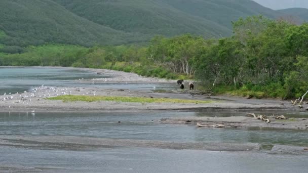 Ursos Gaivotas Margem Lago Kurile Kamchatka Rússia — Vídeo de Stock