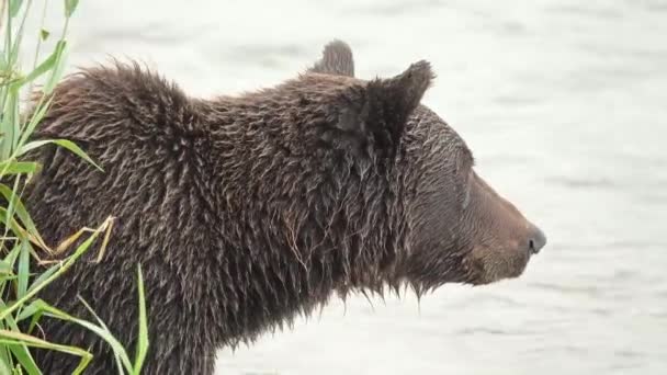 Ryby Niedźwiedzia Brunatnego Rzece — Wideo stockowe