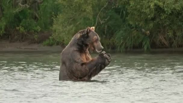 Oso Pardo Comiendo Salmón Capturado Kamchatka Rusia — Vídeo de stock