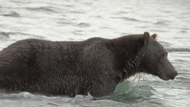 Bruine Beer Ursus Arctos Kop Onder Water Zoek Naar Vis — Stockvideo