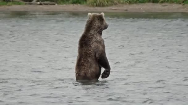 Orso Bruno Piedi Nel Fiume Cerca Pesce — Video Stock