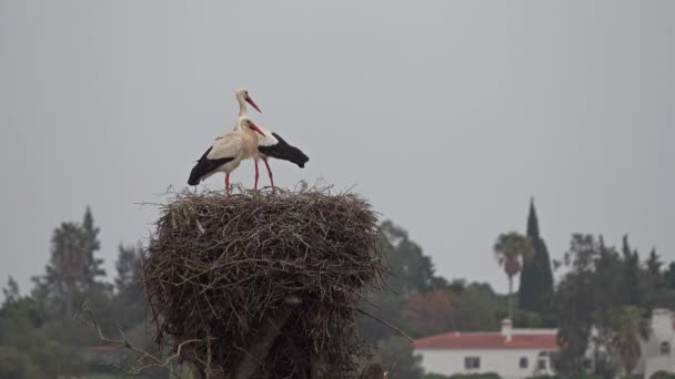 Weißstörche Nest Portugal — Stockvideo