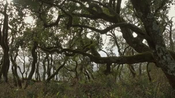 Vägen Den Mystiska Skogen Bussaco Coimbra Portugal Zoom — Stockvideo