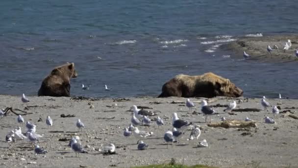 Orsi Bruni Sulla Riva Del Lago Penisola Kamchatka Russia — Video Stock