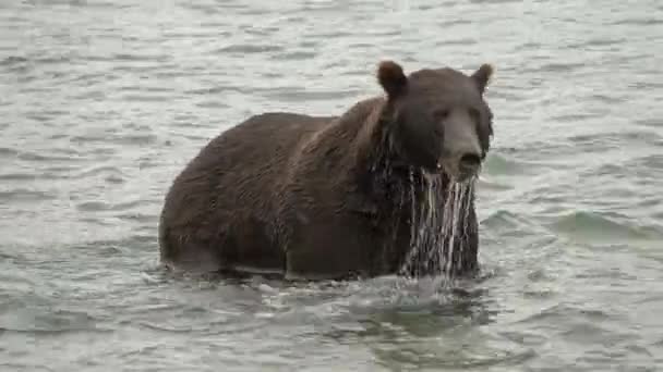 Καφέ Αρκούδα Ursus Arctos Κεφάλι Κάτω Από Νερό Ψάχνει Για — Αρχείο Βίντεο