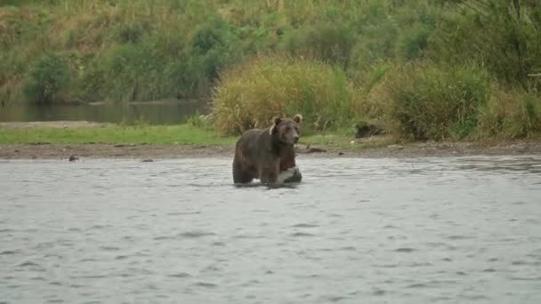 Urso Marrom Caça Para Salmão Salta Água Kamchatka Rússia — Vídeo de Stock