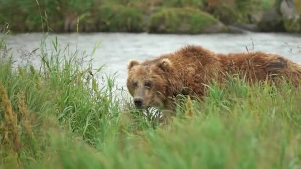 大棕熊在俄罗斯堪察加半岛河岸的草地上散步 — 图库视频影像