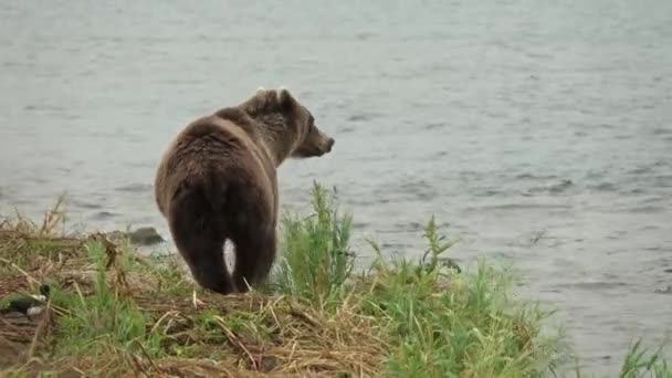 Καφέ Αρκούδα Ψαρεύει Στο Ποτάμι — Αρχείο Βίντεο